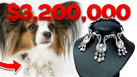 most expensive collars for dogs